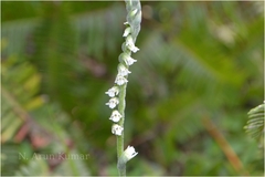Spiranthes lancea